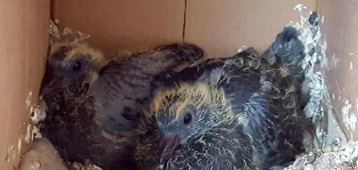 跟拍一对家鸽的成长历程, 满满感动不忍心烹饪, 放生!