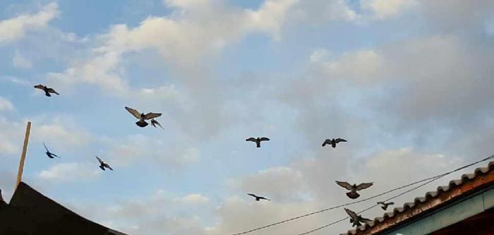 跟拍一对家鸽的成长历程, 满满感动不忍心烹饪, 放生!