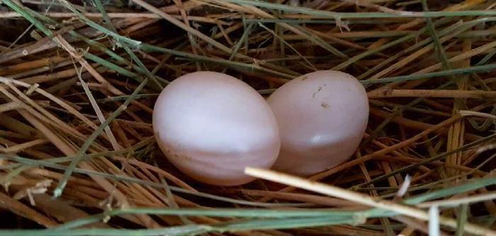 跟拍一对家鸽的成长历程, 满满感动不忍心烹饪, 放生!