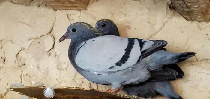 跟拍一对家鸽的成长历程, 满满感动不忍心烹饪, 放生!