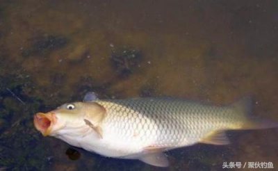 ​鲤鱼饵料配方大集合