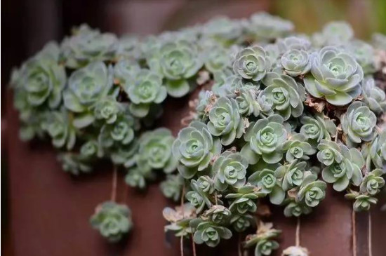 夏天多肉被暴雨淋了怎么办(图3)