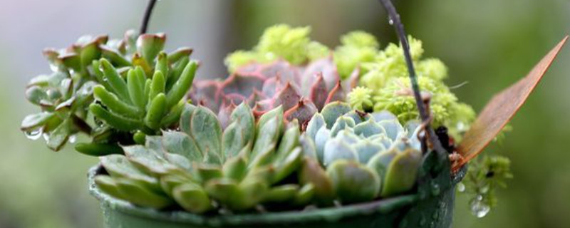 夏天多肉被暴雨淋了怎么办(图1)