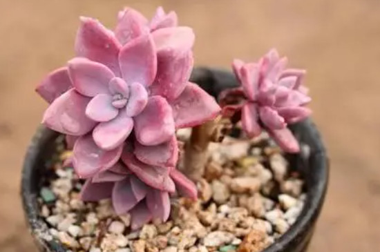 夏天多肉被暴雨淋了怎么办(图2)