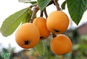 枇杷能和鸡蛋一起吃吗？枇杷可以和蛋一起吃吗？