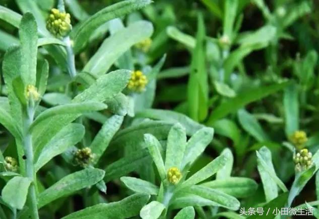 棉花草馍馍的做法大全（清明馍馍让你找回小时候的味道）