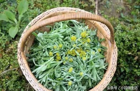 棉花草馍馍的做法大全（清明馍馍让你找回小时候的味道）