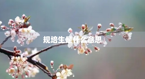 规培生是什么廉价意思护士