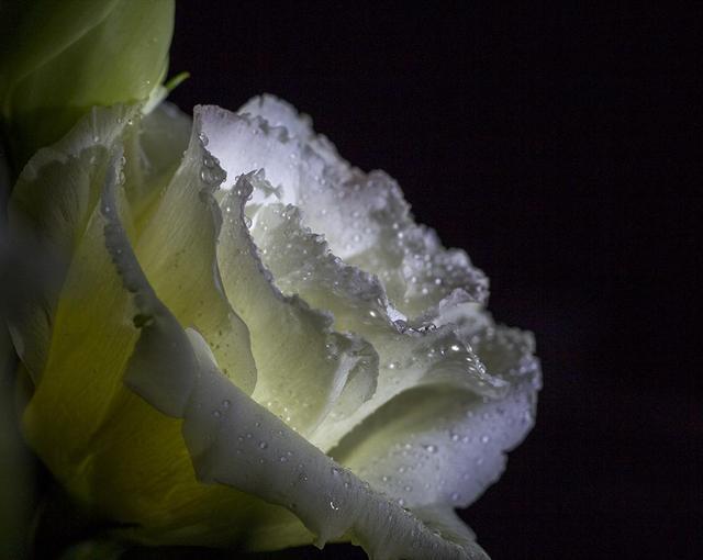 洋桔梗应该如何正确的养殖，知道这些方法，种植简单易懂