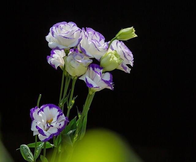 洋桔梗应该如何正确的养殖，知道这些方法，种植简单易懂