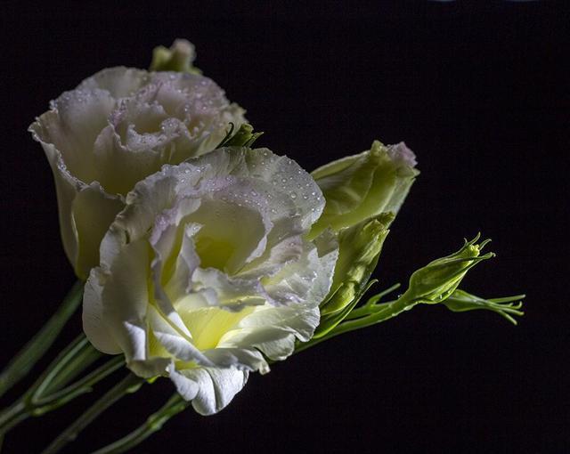 洋桔梗应该如何正确的养殖，知道这些方法，种植简单易懂