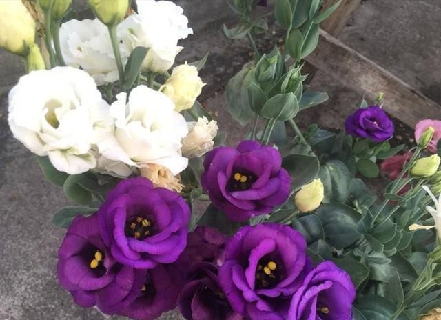 洋桔梗应该如何正确的养殖，知道这些方法，种植简单易懂