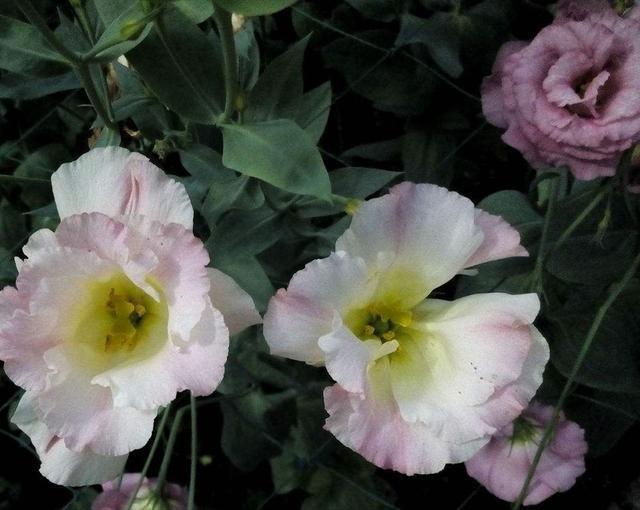 洋桔梗应该如何正确的养殖，知道这些方法，种植简单易懂