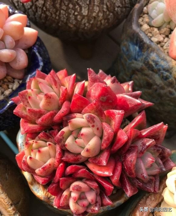 冬天多肉可以放室外吗(冬季养多肉的注意事项)