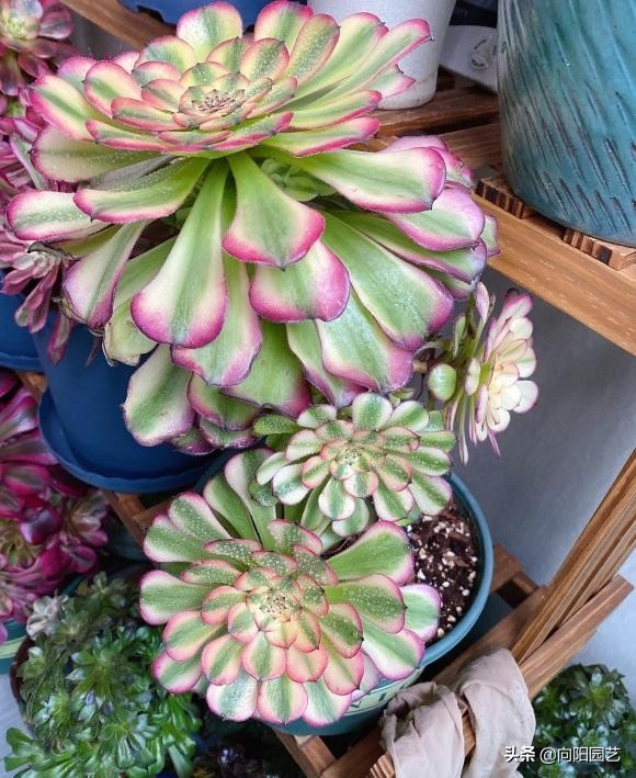 冬天多肉可以放室外吗(冬季养多肉的注意事项)