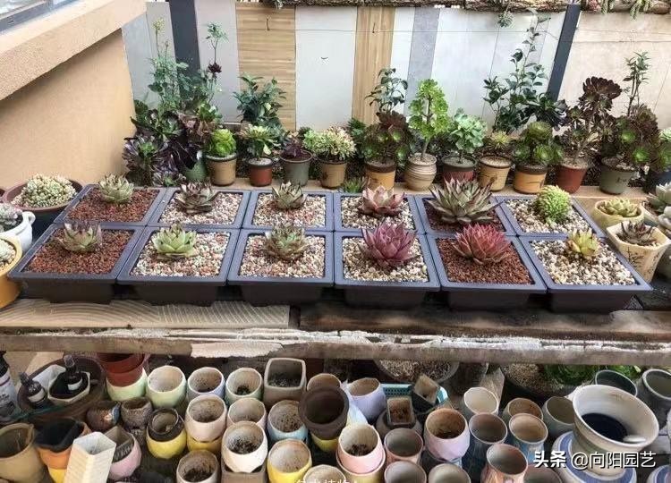 冬天多肉可以放室外吗(冬季养多肉的注意事项)