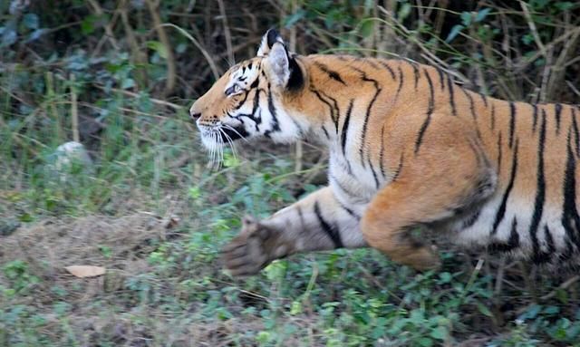 老虎为何怕敲锣声音