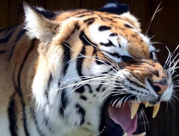 老虎害怕爆竹的声音