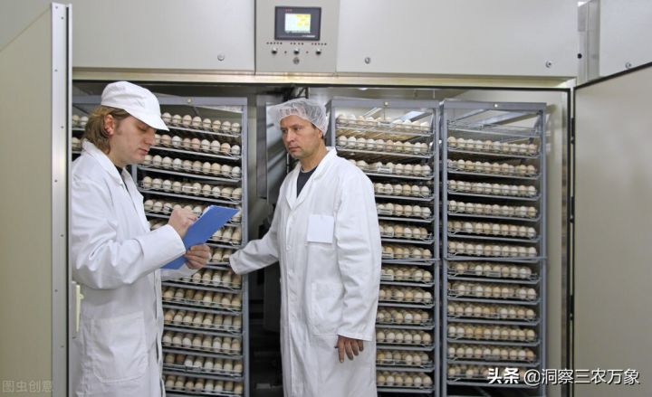 如何孵小鸡（干货分享7个小鸡孵化的步骤）