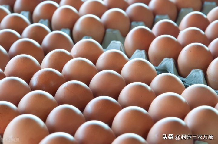 如何孵小鸡（干货分享7个小鸡孵化的步骤）