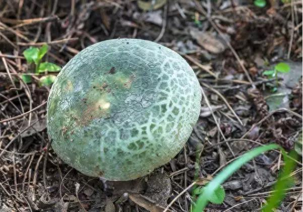 可食用的野生蘑菇大全,有你曾经见过的吗?