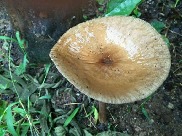 可食用的野生蘑菇大全,有你曾经见过的吗?