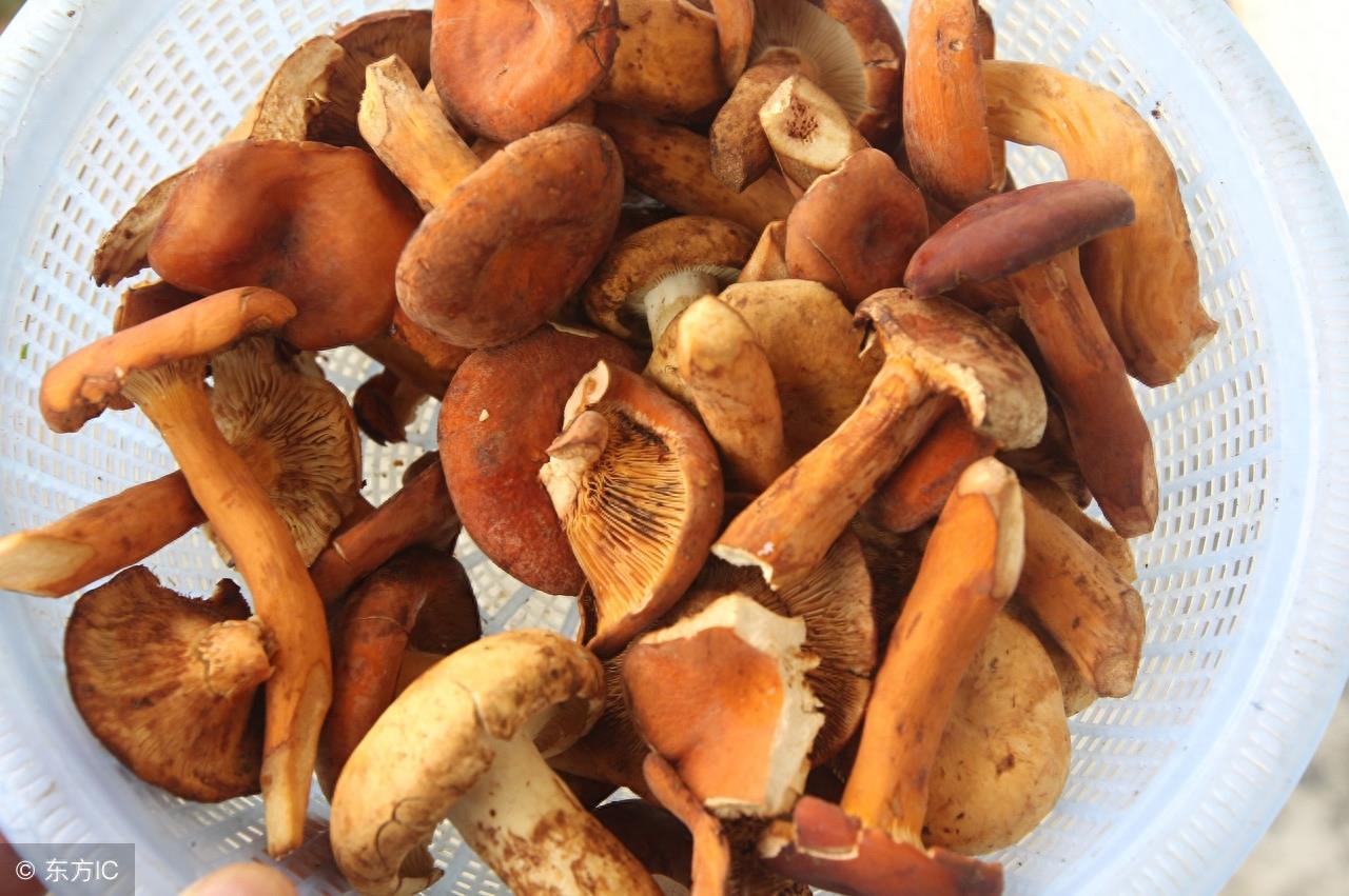 可食用的野生蘑菇大全,有你曾经见过的吗?