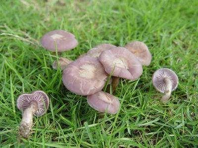 可食用的野生蘑菇大全,有你曾经见过的吗?