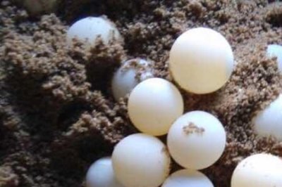 ​甲鱼蛋怎么孵化最快
