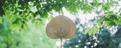 ​三伏天什么意思