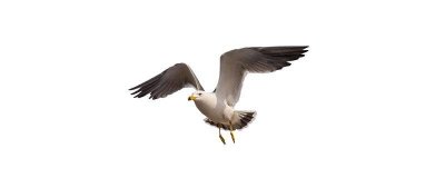 ​海鸥会不会在水里游泳 海鸥会游泳也会飞吗