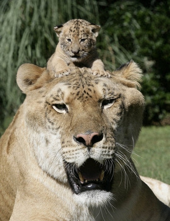 世界最大猫科动物：这只狮虎兽重达800多斤！