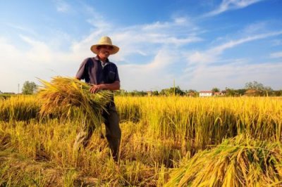 ​种子是什么？