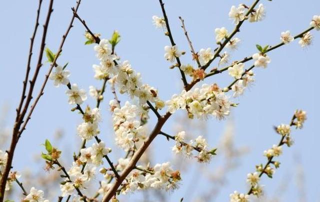 宋诗里一首非常经典的诗作，寻常一样窗前月，才有梅花便不同！