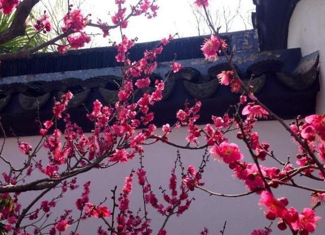 宋诗里一首非常经典的诗作，寻常一样窗前月，才有梅花便不同！