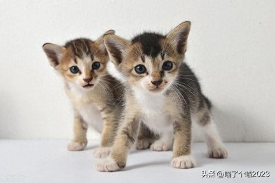 ​一个月的幼猫如何饲养，需要注意四个方面