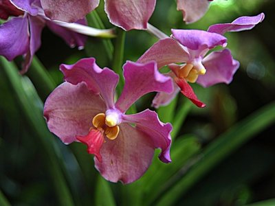 ​胡姬花，一种被赋予情爱的花，爱却恍然如梦，醒来时对花叹息