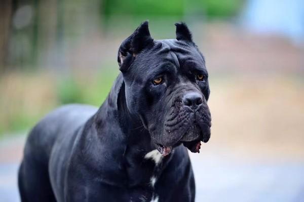 浅谈猛犬卡斯罗的前世与今生