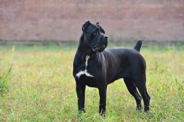 浅谈猛犬卡斯罗的前世与今生