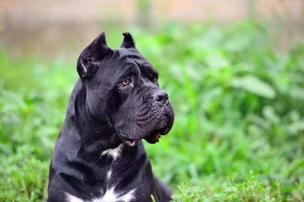 浅谈猛犬卡斯罗的前世与今生