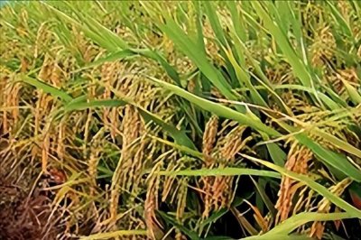 ​科普 | 巨型稻，懒人稻，这些奇妙的水稻你了解多少