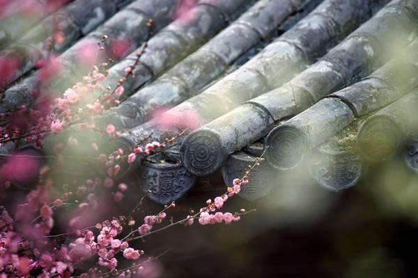 诗词|三月芳菲，许你十里桃花