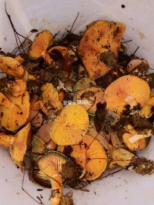 ​湘西山里的美味－枞菌