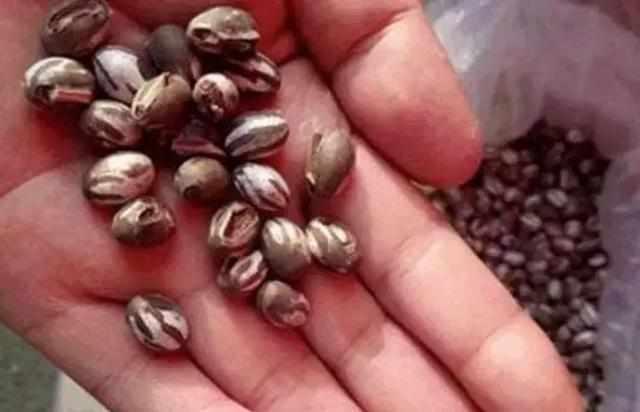 这是枣树上一种害的虫卵,学名叫做“刺蛾”!