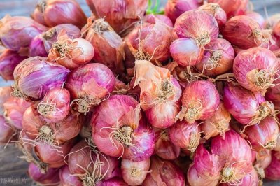 ​洋葱高效种植指南：季节选择与全周期管理要点！