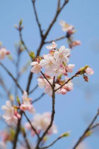 ​进入春天，武汉的樱花开了吗？多个赏樱热门景点：早樱已开，盛花期预计下周到