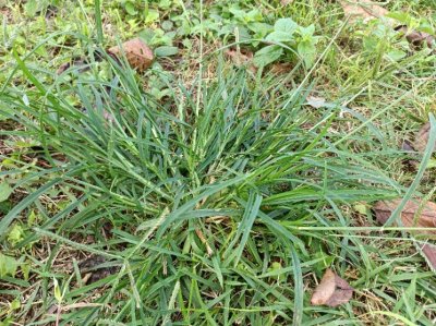 ​农村几种常见的野草，都是价值珍贵的中药材，看看你们认识吗？