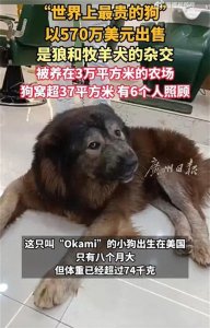 ​印度富豪花4000多万买狗，雇6个人一起照顾，世界最贵的狗身价达27亿元