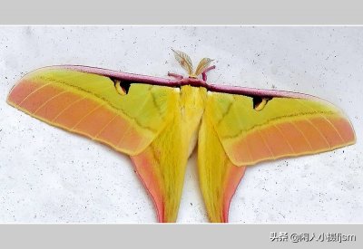 ​长尾天蚕蛾，飞行时飘然若仙，是世界上尾突最长的蛾子