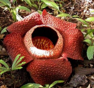 ​世界上最大的花和最小的花，这差距有点接受不了